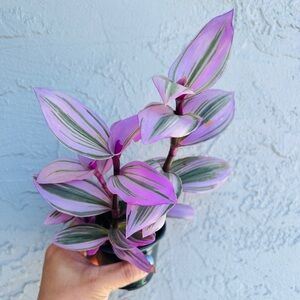 Tradescantia Nanouk Live Plant